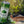 Agua Lagün Variedades Pack 12